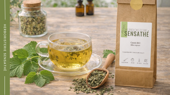 Infusion de feuilles de cassis diurétique préparée pour favoriser le drainage naturel de l’organisme - Herboristerie Sensathé